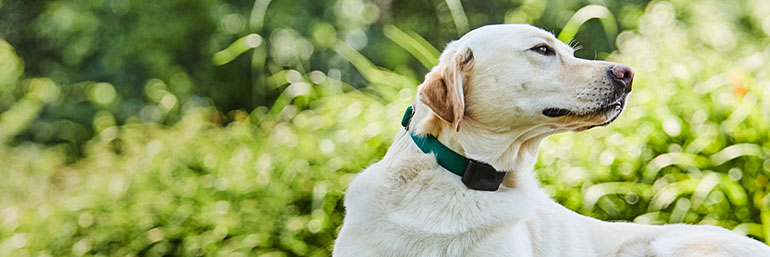 Labrador Wearing Fence Collar