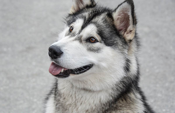 What fence should I use with my Siberian Husky?